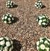 Flower Balls
