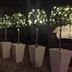 Table Decor and Trees