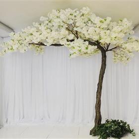 fwthumbBlossom-Canopy.jpg